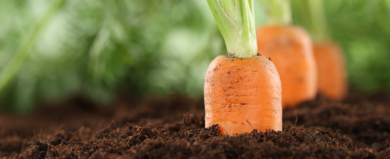 carrots in dirt